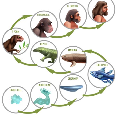 Тест по биологии: Эволюция (эволюционные процессы) (10 класс)