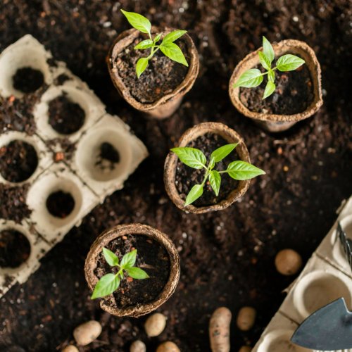 Тест по окружающему миру: Размножение и развитие растений (3 класс)