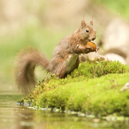 Тест по географии: Как связаны животные и растения с природными условиями (5-6 класс)