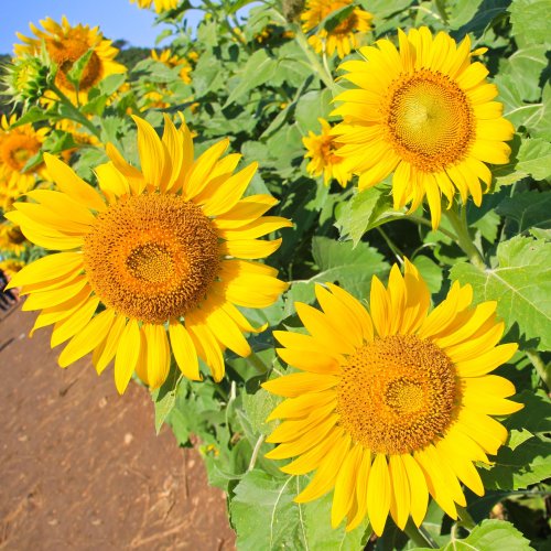 Тест по биологии: Строение и многообразие покрытосеменных растений (5-6 класс)