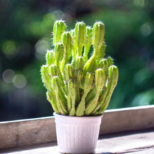 Тест по биологии: Видоизменения листьев (5-6 класс)