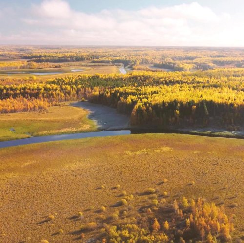 Тест по окружающему миру: Тундра (4 класс)