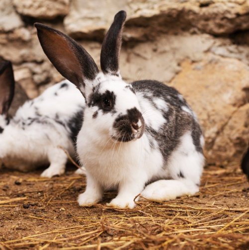 Тест по биологии: Звероводство (8 класс)