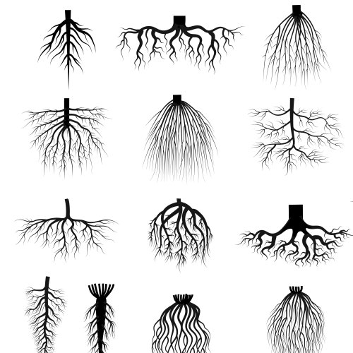 Тест по биологии: Типы корневых систем (5-6 класс)