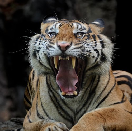 Тест по биологии: Раздражимость и поведение животных (8 класс)