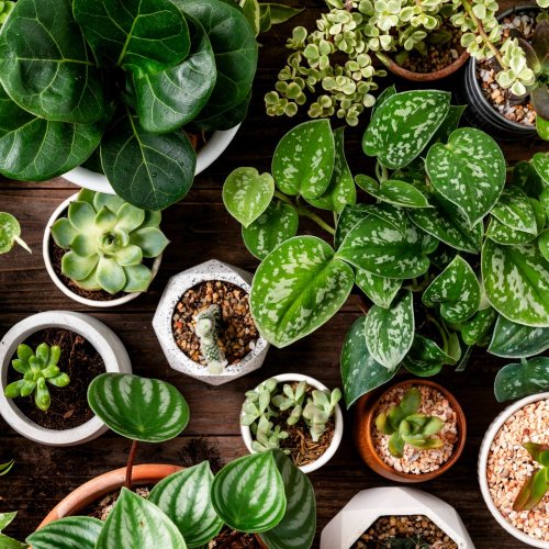 Тест по окружающему миру: Разнообразие растений (3 класс)