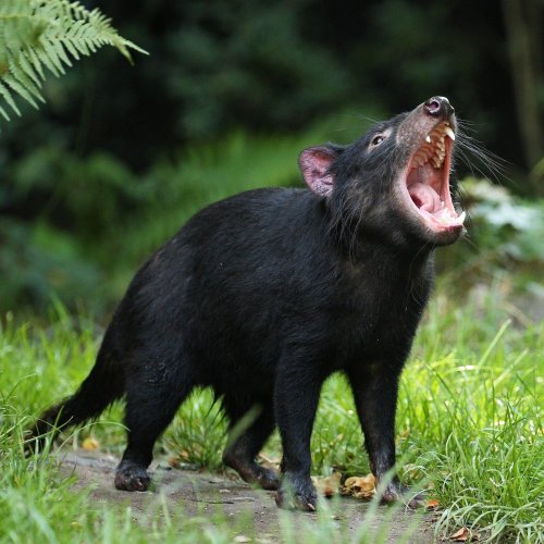 Тест по биологии: Укусы диких животных (11 класс)