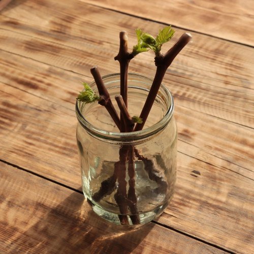 Тест по биологии: Вегетативное размножение растений (6 класс)