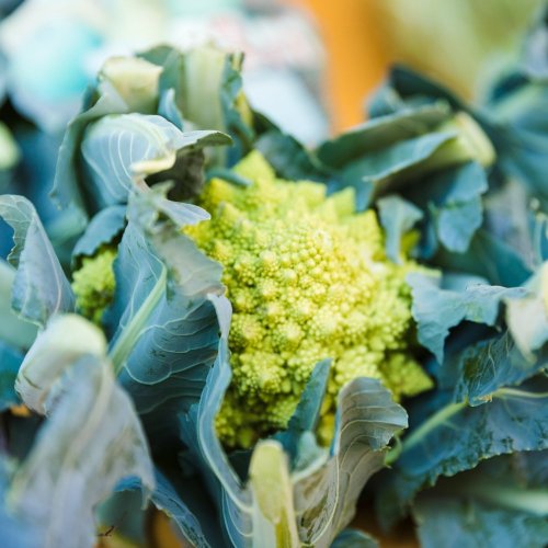 Тест по биологии: Культурные растения семейства Крестоцветные (7 класс)