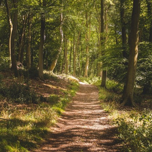 Тест по окружающему миру: Экологические проблемы и охрана природы в лесных зонах (4 класс)