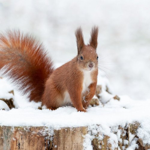 Тест по окружающему миру: Живая природа зимой (2 класс)