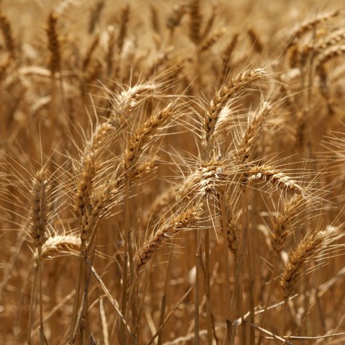 Тест по биологии: Семейства покрытосеменных растений (5-6 класс)