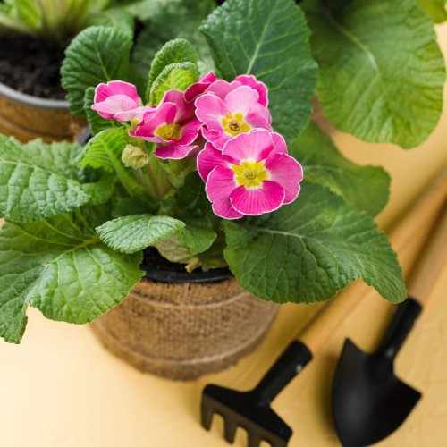 Тест по биологии: Размножение листовыми черенками (6 класс)