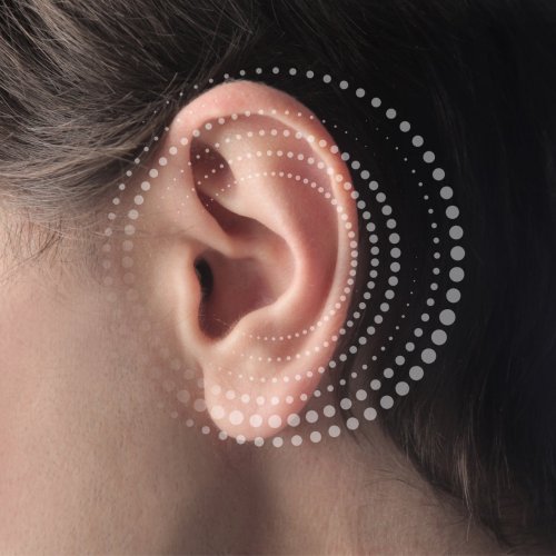 Тест по окружающему миру: Уши — орган слуха (3 класс)