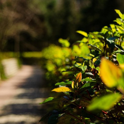 Тест по окружающему миру: Дикорастущие и культурные растения (2 класс)