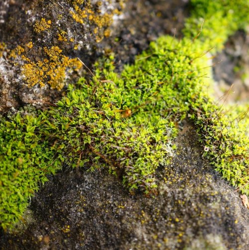 Тест по биологии: Особенности строения и распространения мхов (5-6 класс)