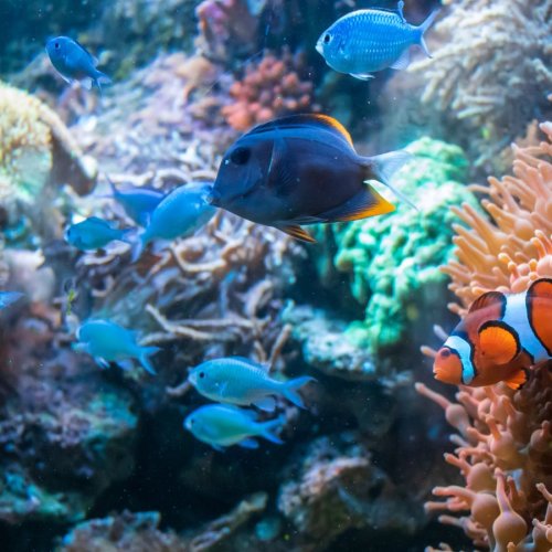 Тест по биологии: Водная среда обитания (5 класс)