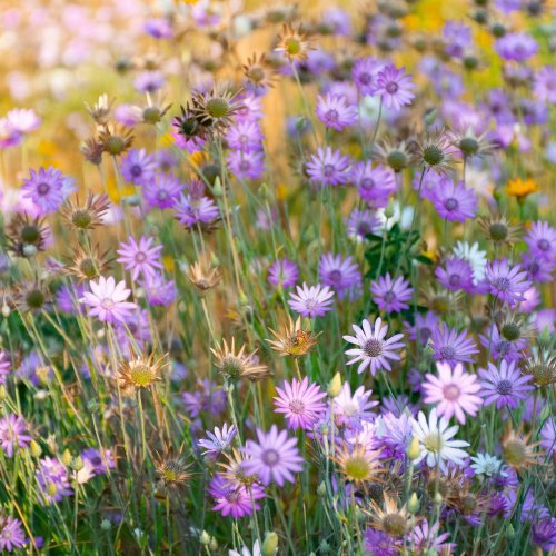 Тест по биологии: Покрытосеменные, или цветковые растения (5-6 класс)