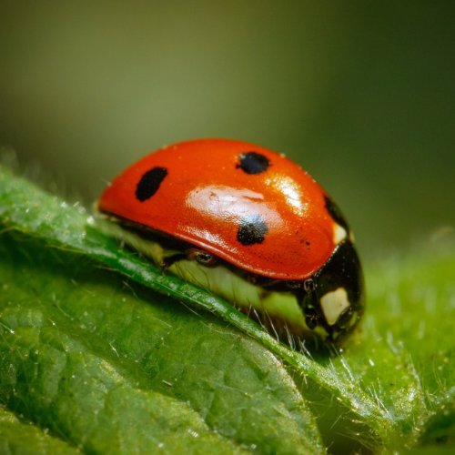 Тест по биологии: Животные сельскохозяйственных угодий (8 класс)