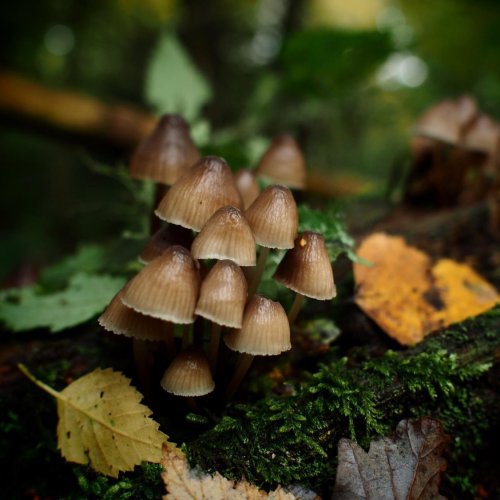 Тест по биологии: Симбиоз грибов и растений (7 класс)