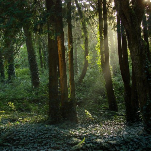 Тест по окружающему миру: Что такое лес (4 класс)