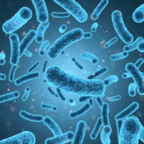 Тест по биологии: Характеристика царства бактерии (5-6 класс)