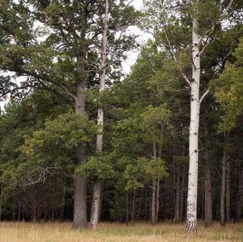 Тест по биологии: Растения однодомные и двудомные (6 класс)