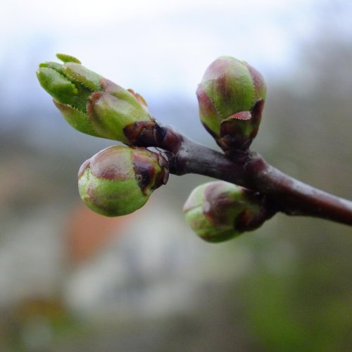 Тест по биологии: Строение почек растений (5-6 класс)