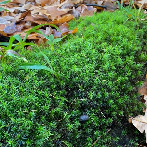 Тест по биологии: Листостебельные мхи (7 класс)