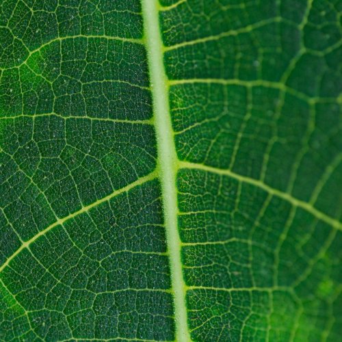 Тест по биологии: Строение жилок листа (5-6 класс)