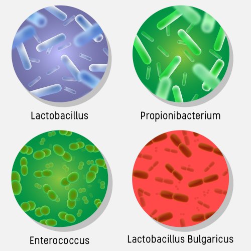 Тест по биологии: Роль бактерий в жизни человека (5-6 класс)