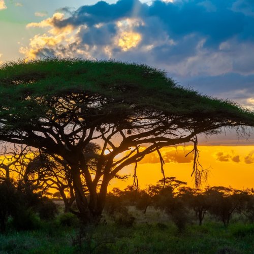 Тест по географии: Тропическая Африка и ЮАР (11 класс)