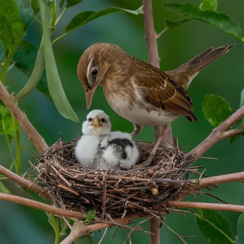 Тест по биологии: Рост и развитие — свойства живых организмов (5-6 класс)