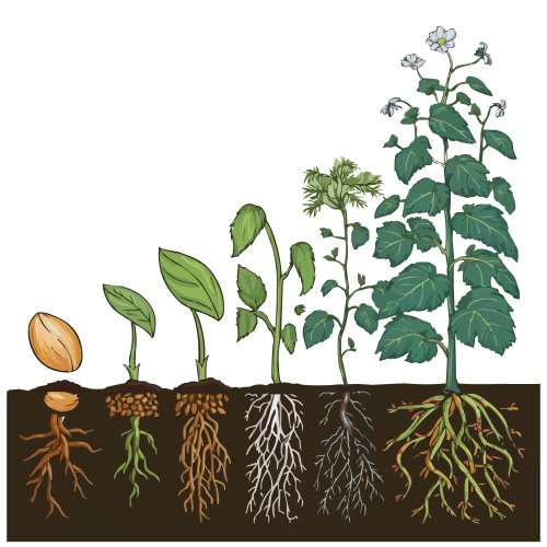 Тест по биологии: Виды корней и типы корневых систем (5-6 класс)