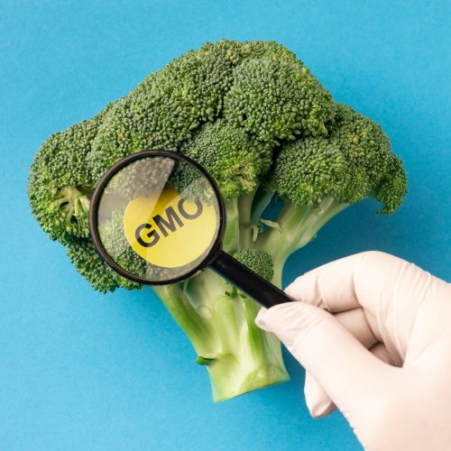 Тест по географии: Проблема использования генномодифицированных продуктов (11 класс)