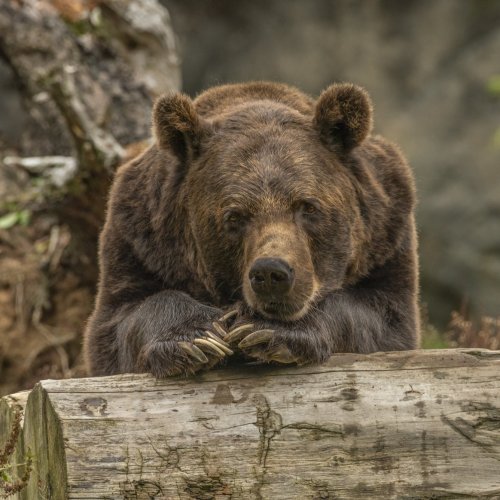 Тест по биологии: Органы выделения у позвоночных животных (8 класс)