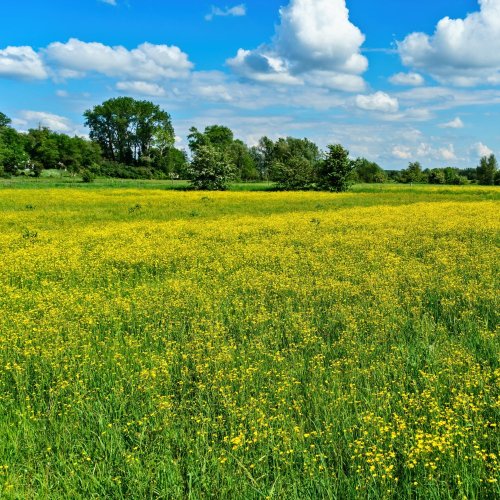 Тест по окружающему миру: Жизнь луга (4 класс)