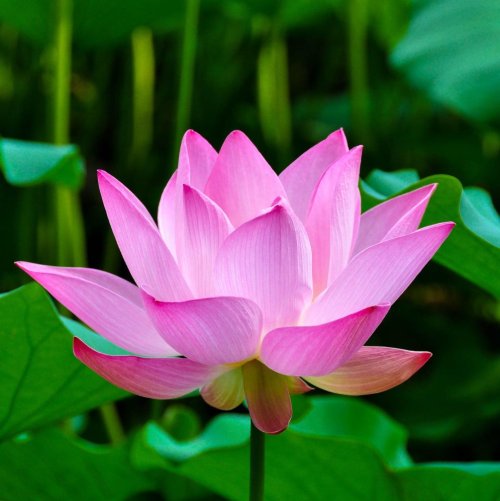 Тест по биологии: Развитие семенных растений (7 класс)