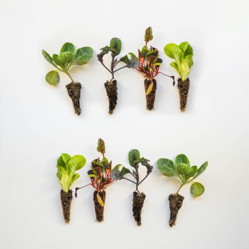 Тест по биологии: Бесполое размножение растений (6 класс)