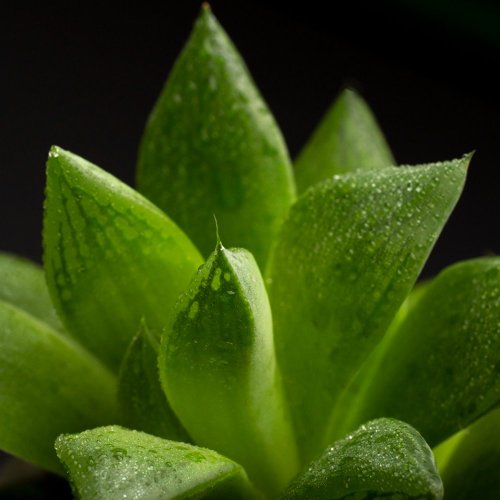 Тест по биологии: Характерные признаки растений (6 класс)