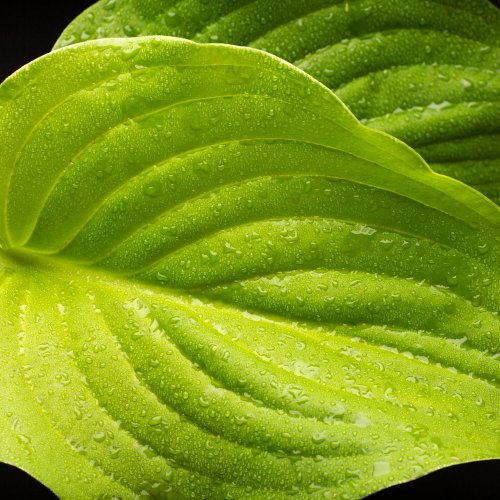 Тест по биологии: Внешнее строение листа (5-6 класс)