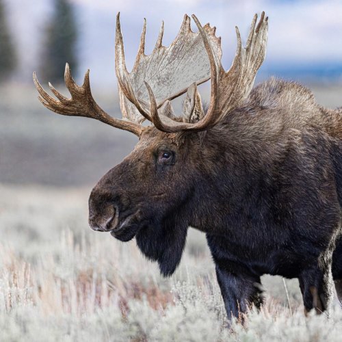 Тест по биологии: Характеристика животных (5 класс)