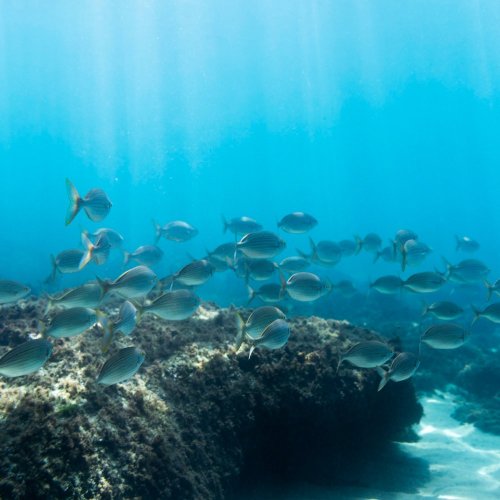 Тест по географии: Биологические ресурсы Мирового океана (10 класс)