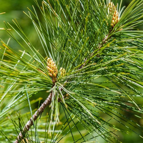 Тест по биологии: Отдел Голосеменные растения (7 класс)