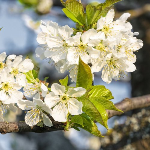 Тест по биологии: Семейства покрытосеменных растений (7 класс)