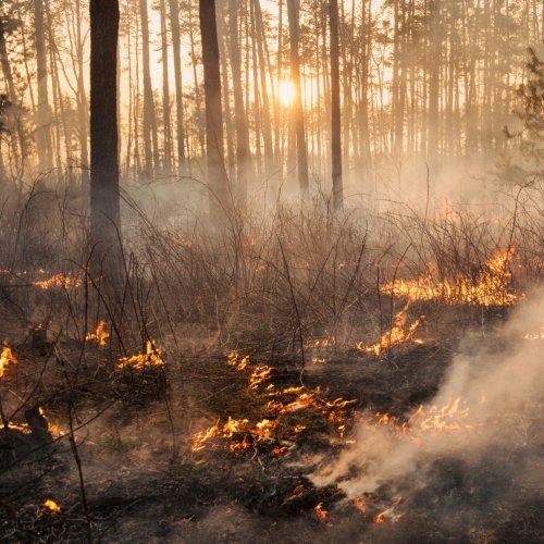Тест по ОБЖ: Природная чрезвычайная ситуация (7 класс)