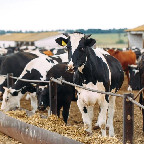 Тест по географии: Сельское хозяйство. Животноводство (9 класс)