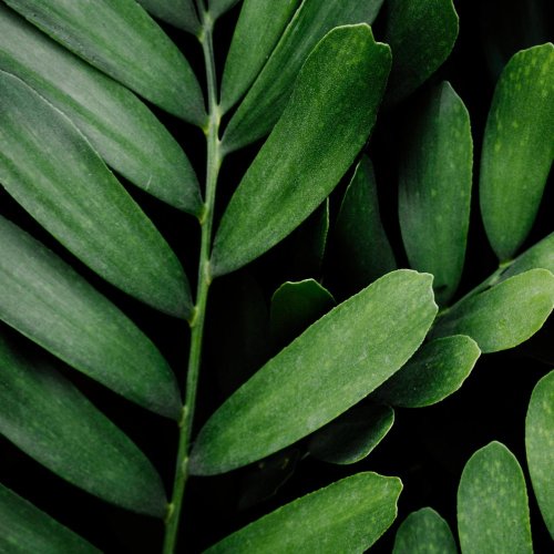 Тест по биологии: Характеристика Царства Растения (5-6 класс)