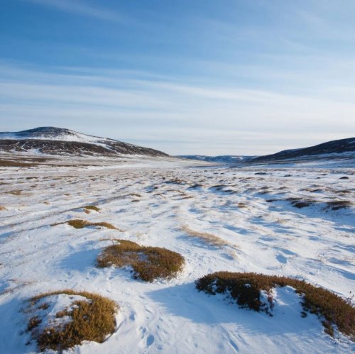 Тест по биологии: Тундра (5 класс)