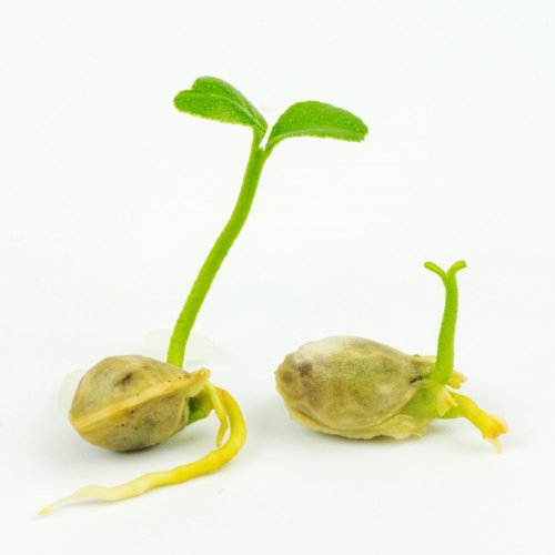 Тест по окружающему миру: Как развивается растение из семени (3 класс)